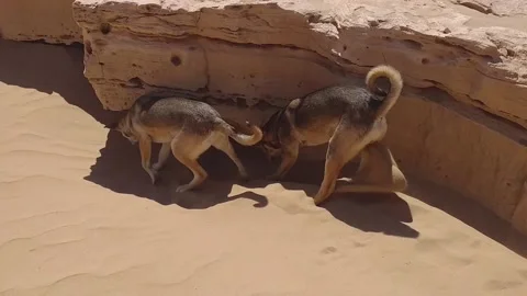 The dogs 動画素材 164575084