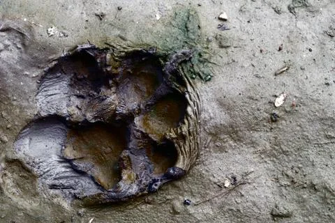 The dog's footsteps stepped into the mud until forming a footprint of it. Stock Photos