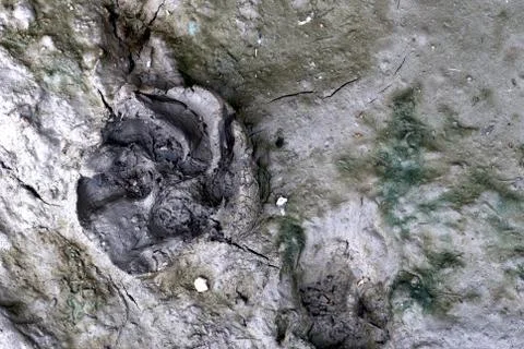 The dog's footsteps stepped into the mud until forming a footprint of it. Stock Photos