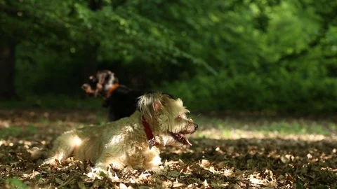 Dogs in the forest Stock Footage 89805746