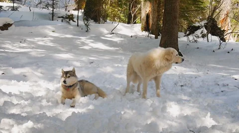 Dogs on the forest lawn Stock Footage 50406564