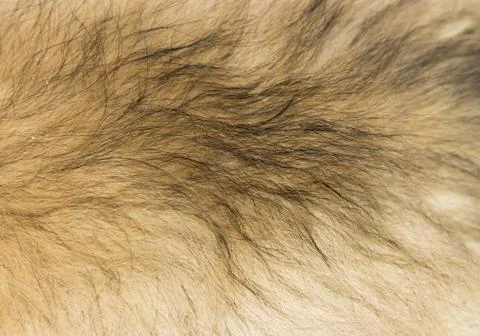 Dog's fur Stock Photos