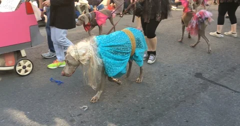 Dogs in Game of Thrones costumes Barkus Stock Video Pond5