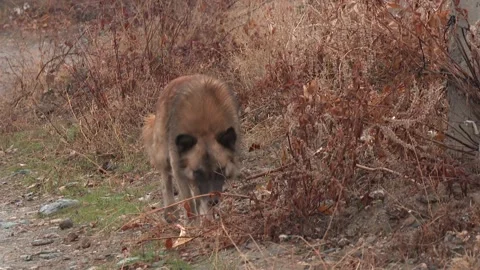 Dogs in the garden 8 Stock Footage 316708853