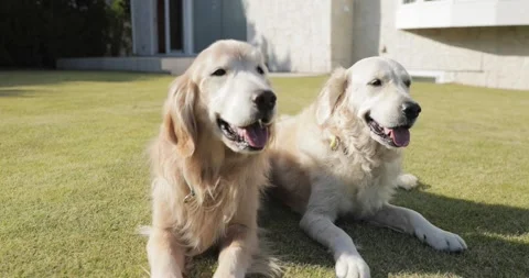 Dogs in the garden Stock Footage 152196388