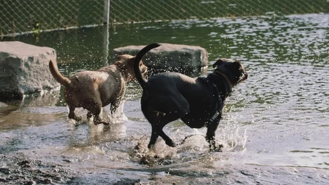 Dogs Going for a Swim Stock Footage 75756447