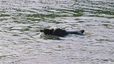 Dogs Going for a Swim Stock Footage 75756491