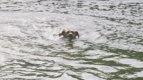 Dogs Going for a Swim Stock Footage 75756582