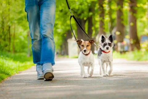 Dogs going for a walk Foto stock