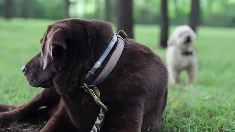 Dogs in Grass Stock Footage 75035183