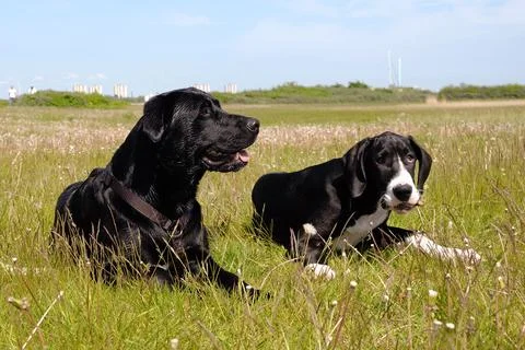 Dogs in the grass Stock Photos