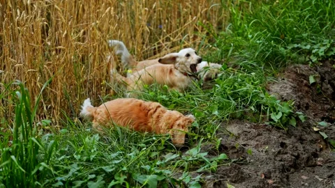 Dogs on green grass Stock Footage 137261962