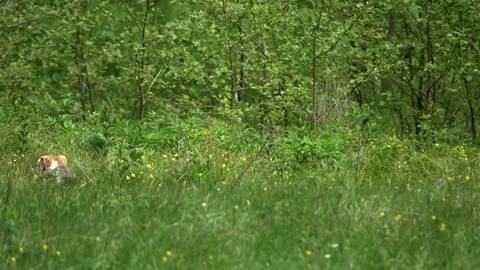 Dogs on the green meadow Stock Footage 90304713
