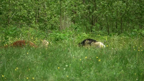 Dogs on the green meadow Stock Footage 90304893