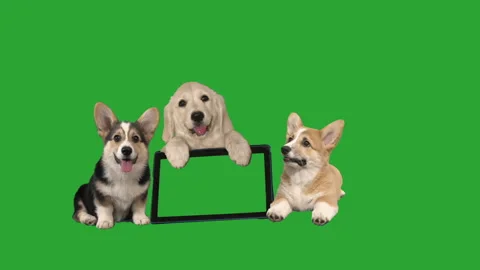Dogs on a green screen. electronic tablet, chroma key Stock Footage 119868424