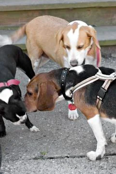 Dogs Greeting Stock Photos