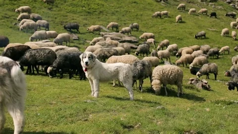 Dogs guarding the flock of sheep Stock Footage 85035158