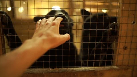 DOGS hand me Stock Footage 117140073
