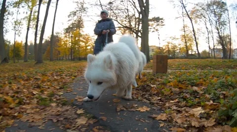 Dogs in Harness Stock Footage 67461760