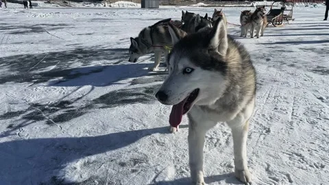 Dogs in harness. Huskies pull the sled. the dogs are harnessed to the sleigh Stock Footage 270258981