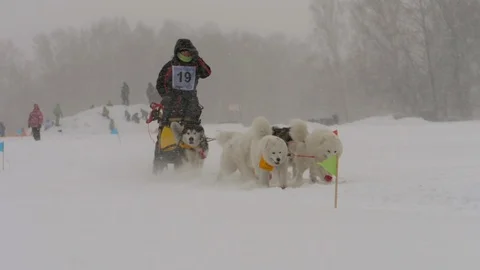 Dogs in harness in winter Stock Footage 99594001