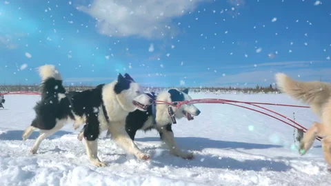 Dogs harnessed by dogs breed Husky pull Stock Video Pond5
