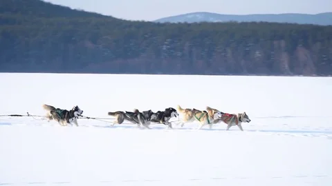 Dogs harnessed to the sled run.Husky dog Stock Footage