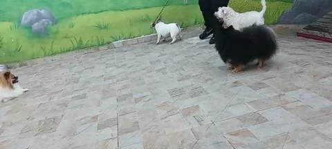 Dogs having fun Video stock 302224542