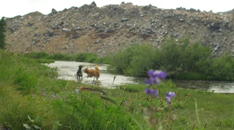 Dogs having fun playing in a stream Stock Footage 58827906