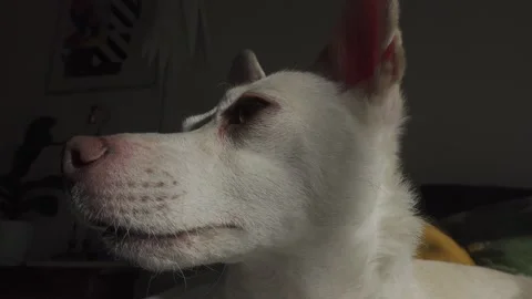 Dog's head Video stock 148179141