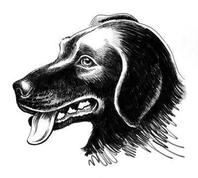 Dogs head Stock Illustration