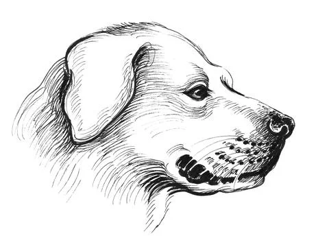 Dog's head Stock Illustration