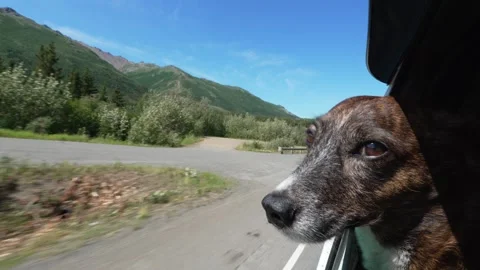 Dog's head out of a camper van window feeling the wind on an Alaskan road Stock Footage 342130744
