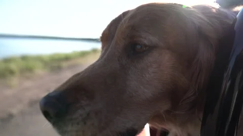 Dogs head out a car window Stock Footage 145013277