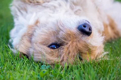 Dog's head Foto stock
