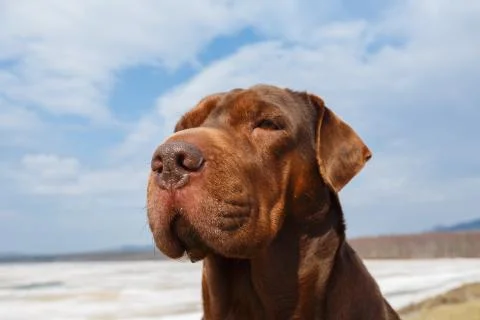Dog's head Stock Photos