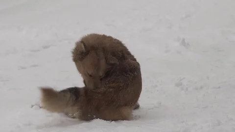 Dogs in heavy snow Stock Footage 83997189