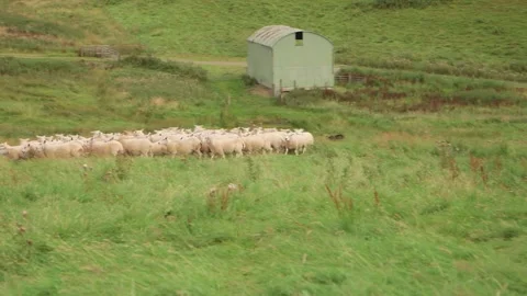 Dogs herding sheep on field Stock-Footage 143734946