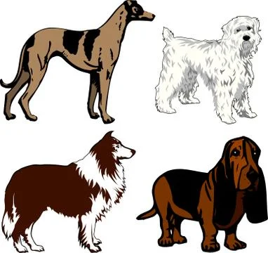 Dogs  Stock Illustration