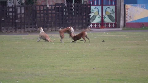 Dogs Interacting on Grassy Field Stock Footage 311724212