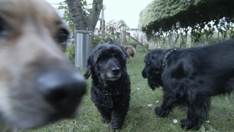 Dogs interested in the camera Stock Footage 136243608