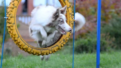 Dogs jump through the weel Stock Footage 90985900