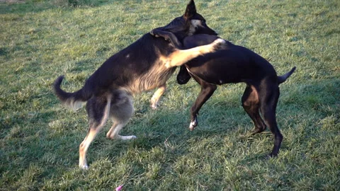 Dogs jumping and playing in slow motion on a walk Stock Footage 151650904