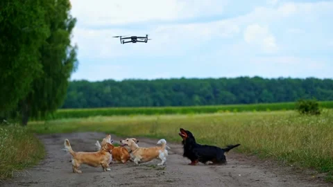 Dogs jumping to flying drone Stock Footage 137261930