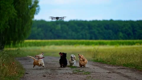 Dogs jumping up towards drone Stock Footage 137261933