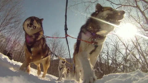 Dogs in Kamchatka Video stock 36970548