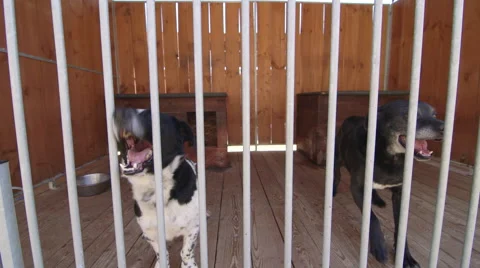 Dogs in kennel bark Stock Footage 40383717