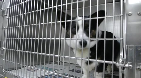 Dogs in kennel Vídeos de archivo 40333763