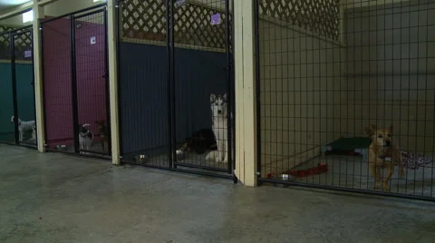 Dogs in Kennel Video stock 47861135
