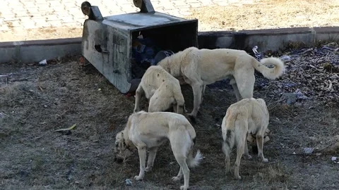 Dogs knocking over the litter box feed on garbage, hungry stray dogs looking  動画素材 166401496